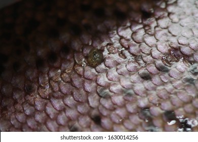 249 Fish scale disease Images, Stock Photos & Vectors | Shutterstock