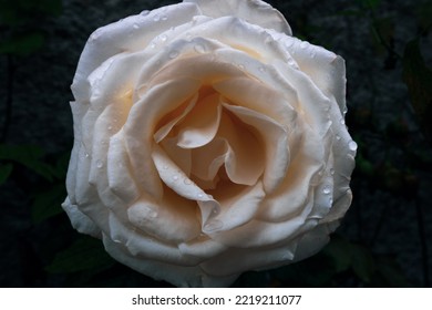 Macro Photography Of A Wet White Rose With Golden Shades. Flower After The Rain With Water Droplets On Its Bright Petals Isolated On A Blurred Dark Background. Artistic Post Editing Toned Image