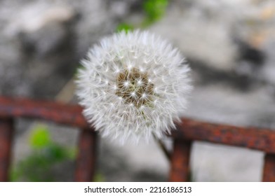 Macro Photography Of A White Fluffy Dandelion With A Rusty Metal Barrier In The Background