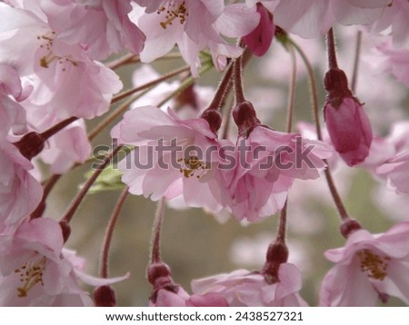Macro photography of Yaebeni-shidare (cherry blossom) flowers.  Stock photo © 