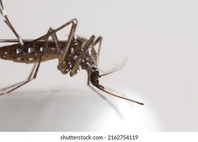 Macro Photography Of Yellow Fever Mosquito On White Floor