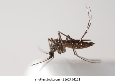 Macro Photography Of Yellow Fever Mosquito On White Floor