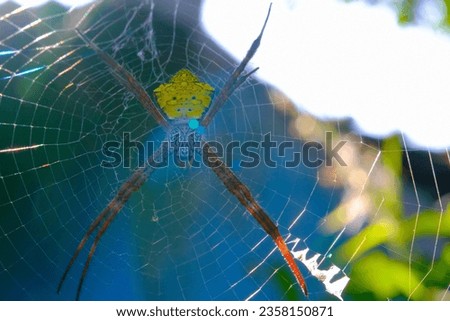 Macro Photography Yellow garden spider. Animal Closeup. Macro photo Yellow garden spider (Argiope Appensa) perched on a web and caught in sunlight. Photographed using a macro lens. Bandung - Indonesia