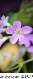 Macro Photo-pink Wood Sorrel Plant 