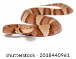 Macro photos of a Broad-Banded Copperhead, Agkistrodon contortrix laticinctus isolated on a white background