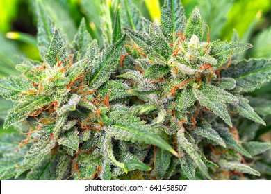 Macro photos of marijuana cones with leaves covered with trichomes. The cannabis plant clse view.