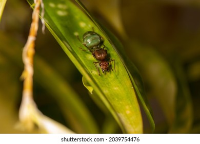 Macro Picture Of Ant Weaver Queen Lying Eggs On Green Leaf