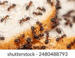 Macro picture with a lot of ants that are located on a slice of bread and start to eat from it to get food during the winter. Big red ants show the bread crisis.