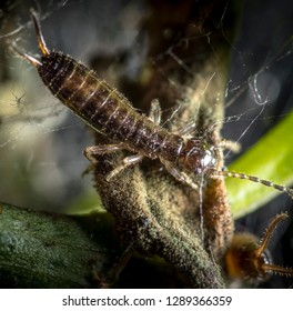 Macro Picture Of A Baby Earwig In Its Nest