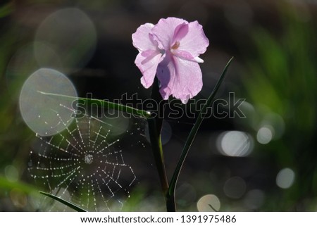 Similar – Im Busch Blume Blüte Natur