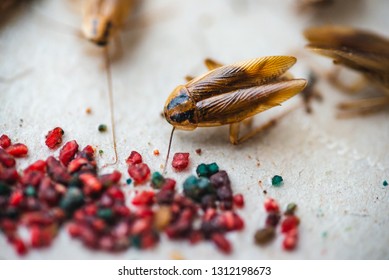 Macro Picture Of A Cockroach Crawling To The Bait