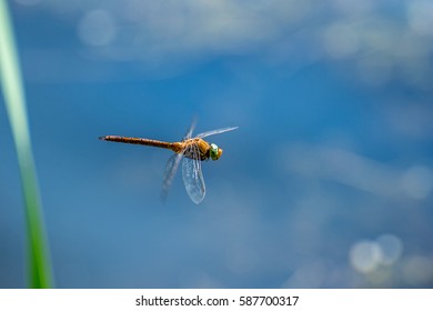 Macro Picture Of Dragonfly Flying On The Water