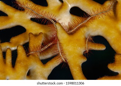 macro picture of fire coral and tiny sea-star