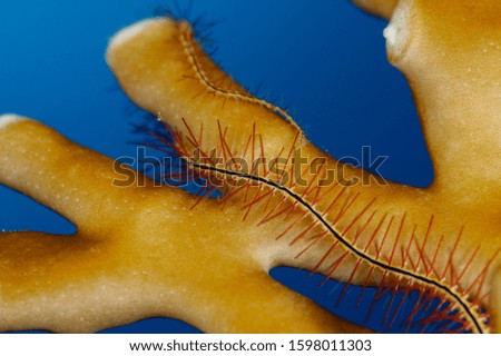 macro picture of fire coral and tiny sea-star
