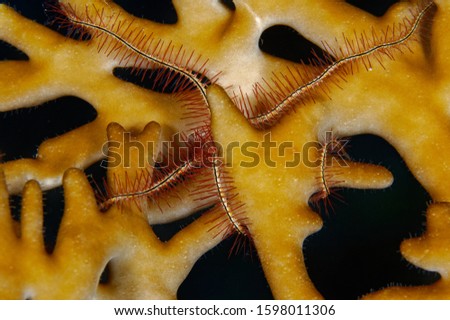 macro picture of fire coral and tiny sea-star