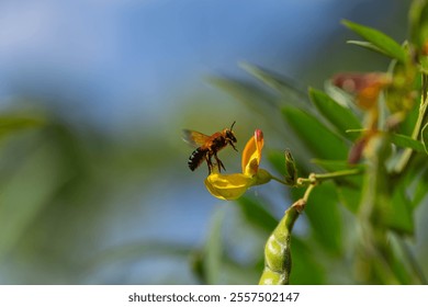 macro picture of a leafcutter bee while pollinating flowers