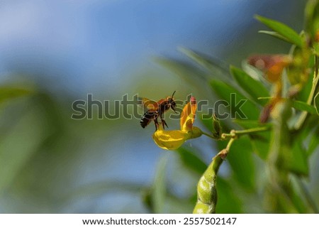 macro picture of a leafcutter bee while pollinating flowers