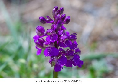 Macro picture of Orchis mascula, the early-purple orchid,early spring orchis, is a species of flowering plant in the orchid family, Orchidaceae.