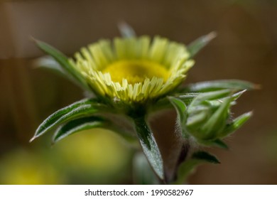 Macro Picture Of Pallenis Spinosa, Common Names: Spiny Starwort Or Spiny Golden Star, Is An Annual Herbaceous Plant Belonging To The Genus Pallenis Of The Family Asteraceae.