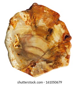 Macro picture of a Petrified Wood bead from Alaska for making jewelry - isolated on white