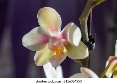 Macro picture of phal biondoro species of plants in the family Phalaenopsis ,Orchids in this genus are monopodial epiphytes or lithophytes .Select focus on blur background.