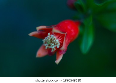 Macro Picture Of Wild Pomegranate Tree Flower ( Punica Protopunica ) On Countryside.Natural Light Photos