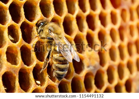 Macro pictures of bee in a beehive on honeycomb with copyspace. Bees turns nectar into fresh and healthy honey. Concept of beekeeping.