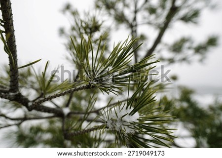 Macro Pine Needles With Delicate Snow Droplets And Soft OutOfFocus Background, Ideal For Nature Photography