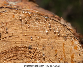 Macro of pine stem cut with resin drops at sunny day