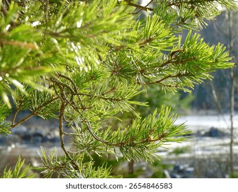 Macro of Pine Tree Needles in Sunlight