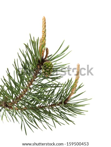 Macro of pine twig with cone and bud at spring, isolated on white background  