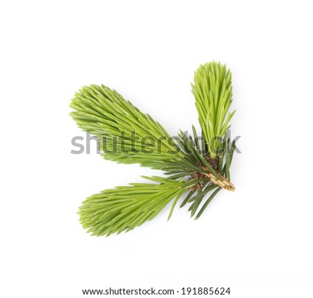Macro of pine twig with cone and bud at spring, isolated on white background 