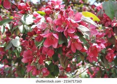A Macro of the Pink Blossoms of Centennial Crabapple Tree in the sunshine