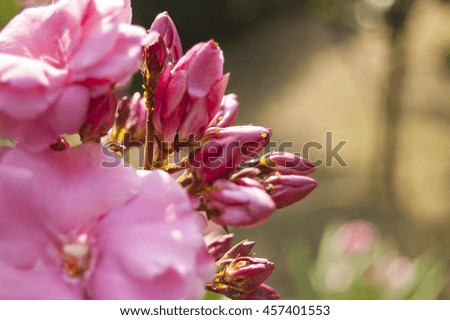 Macro pink buds on blur background