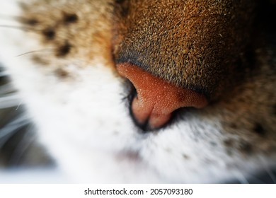 Macro Of A Pink Cat Nose, A European Breed Cat. In Addition To The Nose, Visible Whiskers, White Lower Part Of The Mouth And Fur On The Nose. Selective Focus.