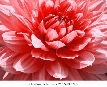 Macro of pink dahlia flower. Beautiful pink daisy flower with pink petals.  Chrysanthemum with vibrant petals. Floral close up. Pink aesthetic. Floral pattern. Autumn garden. Romance card, layout.
