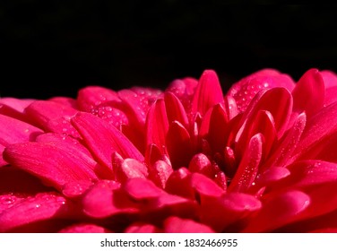 Macro Of Pink Dahlia Flower, Dahlia Is A Genus Of Bushy, Tuberous, Herbaceous Perennial Plants. Water Drops On The Flower.