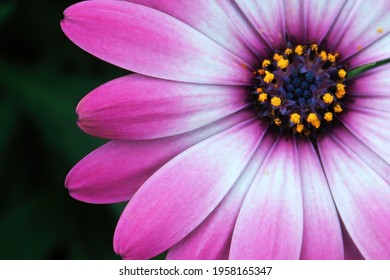 Macro Of A Pink Daisybush Flower In Bloom