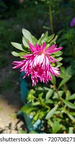 Macro pink flower