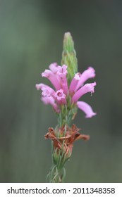 Macro Of Pink Flower (Erica) Of Cape Floral Region And Fynbos