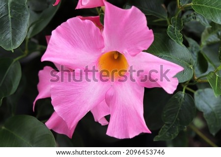 Macro of the pink flower on a Dipladenia plant