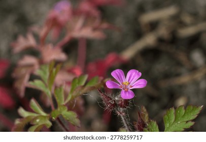 Macro of a pink Herb Robert (Geranium robertianum) flower in bloom.
