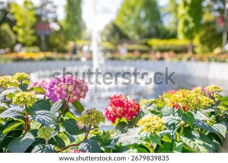 Macro of pink hydrangeas in front of a water fountain at the Nor