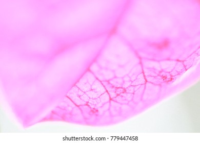 Macro pink leaf