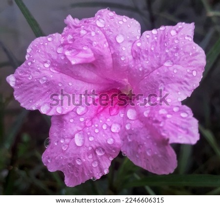 macro pink nature flower at outdorr garden