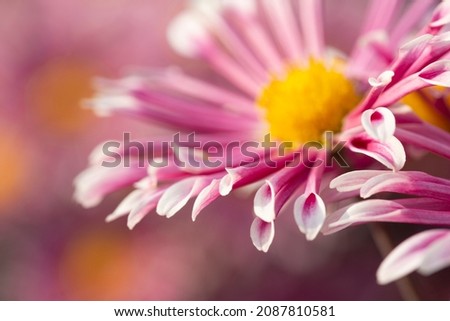 Similar – Image, Stock Photo teletom magenta