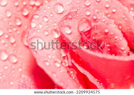 Macro of pink rose with water drops
