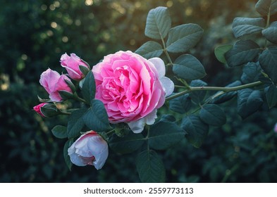 Macro of pink roses. Delicate blooming petals close-up over dark background. Selective focus - Powered by Shutterstock