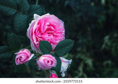 Macro of pink roses. Delicate blooming petals close-up over dark background. Selective focus - Powered by Shutterstock