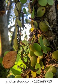 Macro plant and tree